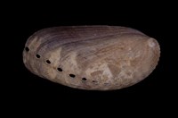 藏品(驢耳鮑螺)的圖片